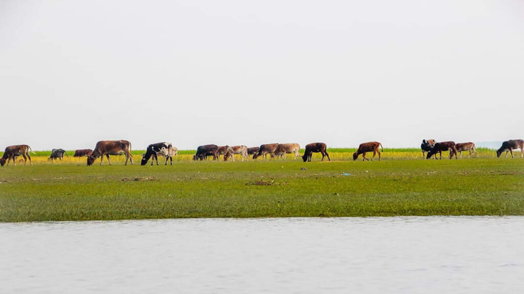 চর কুকরি মুকরি