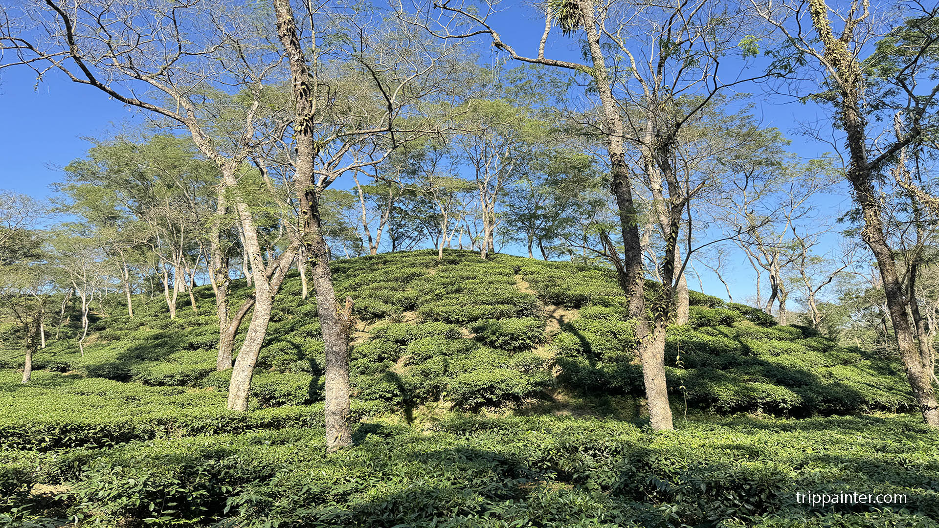 নুরজাহান টি গার্ডেন