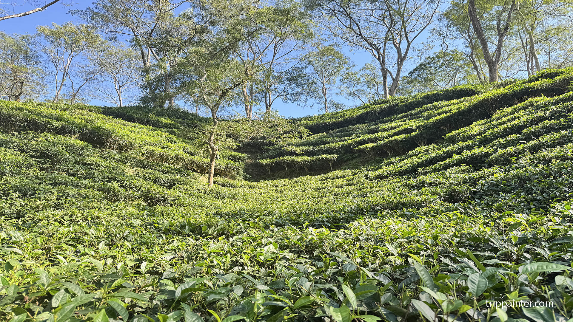 নুরজাহান টি গার্ডেন