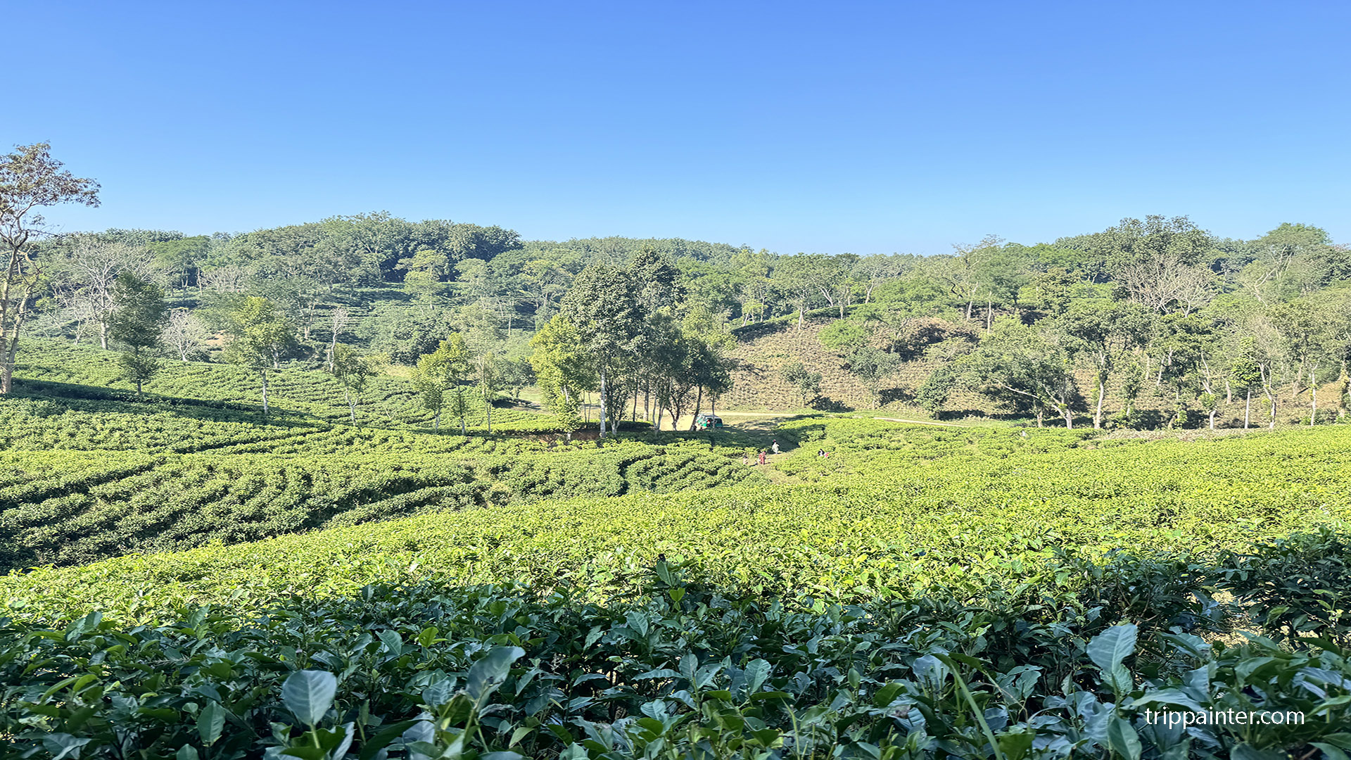 শ্রীমঙ্গল ট্যুর প্ল্যান
